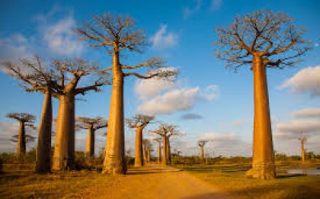 ଓଲଟା ବୃକ୍ଷ’ ଭାବେ ପରିଚିତ ଆଫ୍ରିକାର ଦେବପ୍ରତିମ ‘ବାଓବାବ ବୃକ୍ଷ’ ର ସମ୍ଭାବ୍ୟ ଉତ୍ପତ୍ତିସ୍ଥଳ ବାବଦରେ ମିଳିପାରିଛି ନୂତନ ତଥ୍ୟ