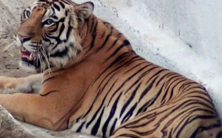 ନନ୍ଦନକାନନରେ ଆଖି ବୁଜିଲା ବାଘୁଣୀ ସାରା