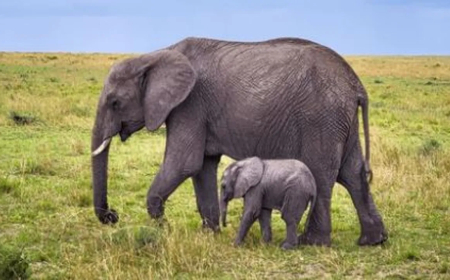 ଚନ୍ଦକା ଡମପଡ଼ା ଅଭୟାରଣ୍ୟରେ ୭ ବର୍ଷୀୟ ହାତୀ ‘ମାମା’ର ମୃତ୍ଯୁ