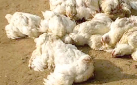 ପିପିଲି ପରେ ନିମାପଡ଼ା ଓ ଡେଲାଙ୍ଗକୁ ବାର୍ଡ ଫ୍ଲୁ ବ୍ୟାପିଥିବା ସନ୍ଦେହ