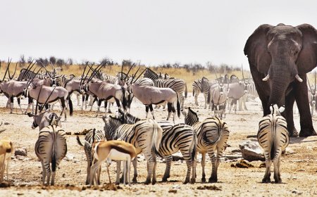 ନାମିବ୍ୟାରେ ଭୟଙ୍କର ଅନାହାର ; ଲୋକଙ୍କ ଜୀବନ ବଞ୍ଚାଇବାକୁ ୭୨୩ ଜୀବଙ୍କୁ ହତ୍ୟା ନିର୍ଦ୍ଦେଶ