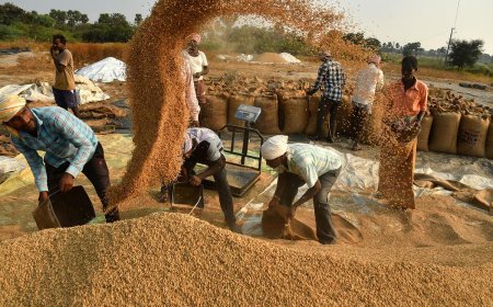 ନଭେମ୍ବରରୁ ଧାନ କ୍ୱିଣ୍ଟାଲ ୩୧୦୦ ଟଙ୍କା