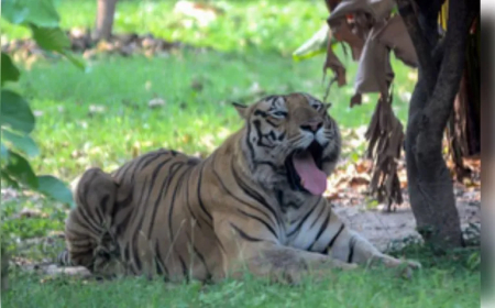 ଓଡ଼ିଶାକୁ ଆସିବେ ଆଉ ୫ଟି ବାଘୁଣୀ