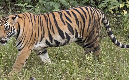 ଶିମିଳିପାଳରେ ପ୍ରଥମ ଶିକାର କଲା  ଜୀନତ୍