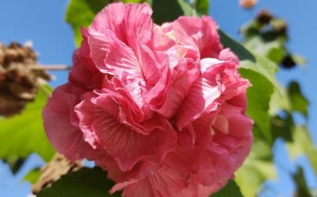 ଭୂମିରେ ଫୁଟୁଥିବା ବିଚିତ୍ର ପଦ୍ମ!