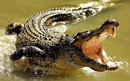 କେନ୍ଦ୍ରାପଡ଼ାରେ କୁମ୍ଭୀର ଆତଙ୍କ