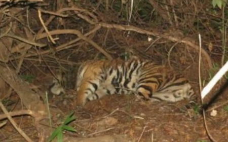 ସମ୍ବଲପୁର ଚିଡିଆଖାନାରେ ବାଘୁଣୀ ’ରାଣୀ’ର ମୃତ୍ୟୁ