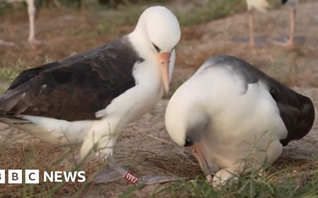 ଅଣ୍ଡାଦେଲା ସବୁଠୁ ବୟସ୍କ ପକ୍ଷୀ