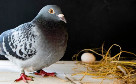 ଶୁଭ ନା ଅଶୁଭ !