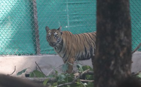 ପଶ୍ଚିମବଙ୍ଗ ପଳାଇଲା ବାଘୁଣୀ ଜିନ୍ନତ