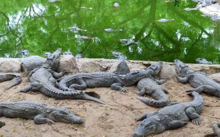 ଜାନୁୟାରୀ ୧୪ ରୁ ୨୨ ତାରିଖ ପର୍ଯ୍ୟନ୍ତ ପର୍ଯ୍ୟଟକଙ୍କ ପାଇଁ ବନ୍ଦ ରହିବ ଭିତରକନିକା ଜାତୀୟ ଉଦ୍ୟାନ