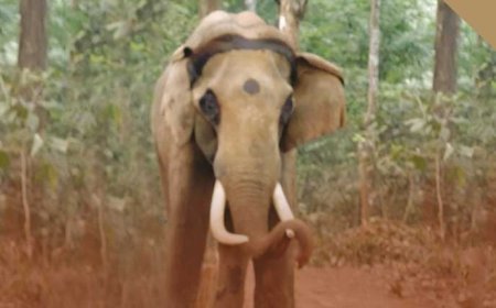 ଶିମିଳିପାଳର ତାଲିମପ୍ରାପ୍ତ ହାତୀ ‘ମହେନ୍ଦ୍ର’ର ମୃତ୍ୟୁ