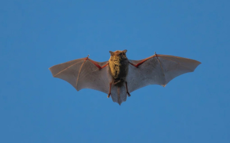 ଚୀନେର କରୋନାର ନୂଆ ପ୍ରଜାତି ଠାବ