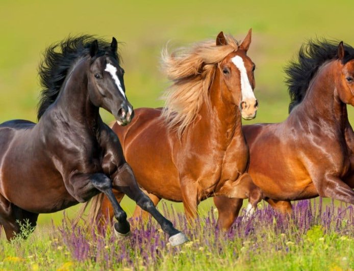 ବିଶ୍ୱରେ ଏମିତି ଏକ ଦେଶ ରହିଛି ଯେଉଁଠାରେ ମଣିଷ ଅପେକ୍ଷା ଅଛନ୍ତି ଅଧିକ ଘୋଡା