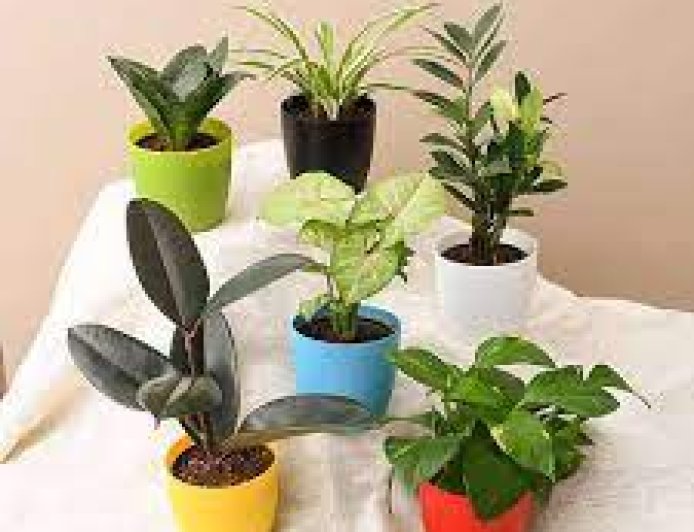 ଘରକୁ ଥଣ୍ଡା ରଖୁଥିବା ଗଛ