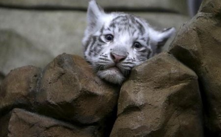 ୨ଶାବକ ଜନ୍ମ ଦେଲା ବାଘୁଣୀ ମୌସୁମୀ