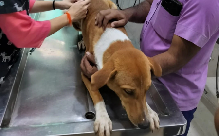 ଆଶ୍ରୟସ୍ଥଳ ନୁହେଁ, ବନ୍ଧ୍ୟାକରଣ ସଠିକ୍ ସମାଧାନ