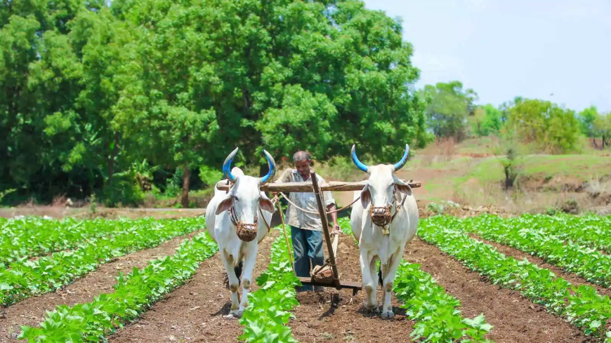 ଚାଷୀଙ୍କ ଖାତାକୁ ଆସିଲା ପିଏମ୍‌ କିଷାନ ଟଙ୍କା