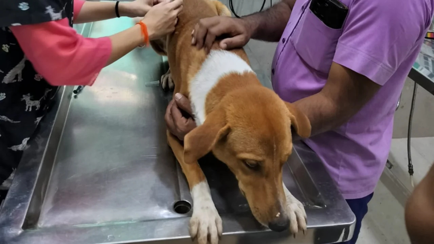 ଆଶ୍ରୟସ୍ଥଳ ନୁହେଁ, ବନ୍ଧ୍ୟାକରଣ ସଠିକ୍ ସମାଧାନ