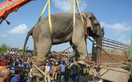 ଆସାମରେ ଟ୍ରେନ୍ ଧକ୍କାରେ ୮ ହାତୀ ମୃତ