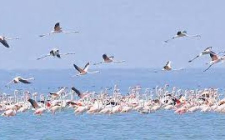 ବନ ବିଭାଗ ପକ୍ଷରୁ ଆସିଲା ଚିଲିକା ପକ୍ଷୀ ଗଣନା ରିପୋର୍ଟ