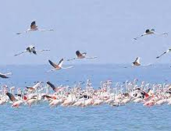 ବନ ବିଭାଗ ପକ୍ଷରୁ ଆସିଲା ଚିଲିକା ପକ୍ଷୀ ଗଣନା ରିପୋର୍ଟ