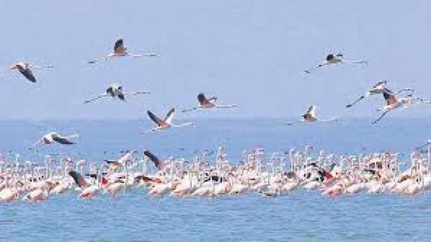 ବନ ବିଭାଗ ପକ୍ଷରୁ ଆସିଲା ଚିଲିକା ପକ୍ଷୀ ଗଣନା ରିପୋର୍ଟ