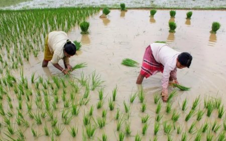 ଚାଷୀଙ୍କ ପାଇଁ ଖୁସୀ ଖବର