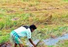 ଲଗାଣ ବର୍ଷାରେ ଚାଷୀଙ୍କ ଚିନ୍ତା, ପାଣିରେ ବୁଡ଼ିଲା ଶହ ଶହ ଏକର ଚାଷ