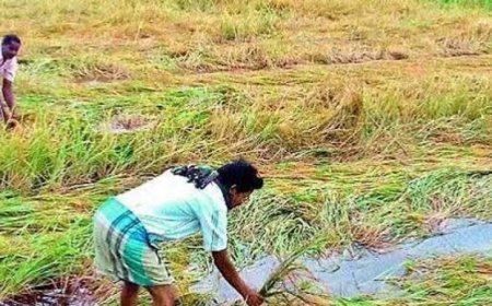 ଲଗାଣ ବର୍ଷାରେ ଚାଷୀଙ୍କ ଚିନ୍ତା, ପାଣିରେ ବୁଡ଼ିଲା ଶହ ଶହ ଏକର ଚାଷ