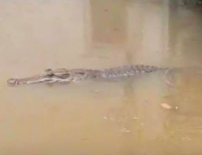ଜୟପୁର ବଡ଼ପଦା ନଦୀରେ ୧୦ ଫୁଟର କୁମ୍ଭୀର ଭାଇରାଲର ପର୍ଦ୍ଦାଫାସ, ଦୁଇଜଣଙ୍କୁ ଧରି ପୁଲିସକୁ ଜିମା ଦେଲେ ଲୋକେ