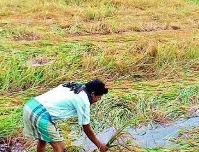 ଲଗାଣ ବର୍ଷାରେ ଚାଷୀଙ୍କ ଚିନ୍ତା, ପାଣିରେ ବୁଡ଼ିଲା ଶହ ଶହ ଏକର ଚାଷ