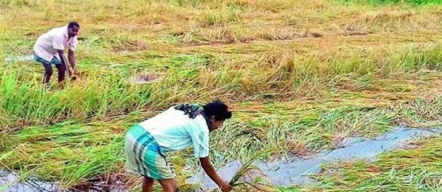 ଲଗାଣ ବର୍ଷାରେ ଚାଷୀଙ୍କ ଚିନ୍ତା, ପାଣିରେ ବୁଡ଼ିଲା ଶହ ଶହ ଏକର ଚାଷ